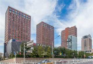 虹口区苹果树苗